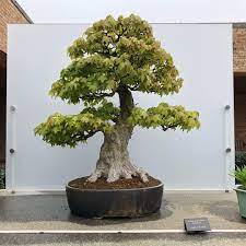 Happy World Bonsai Day From Chicago Botanical Garden Bonsai Baum Botanischer Garten Pflanzen