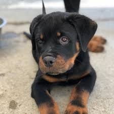 Rottweiler puppies for sale and dogs for adoption in texas, tx. Vom Haus Williams Rottweilers 491 Photos Pet Breeder El Paso Tx 79938