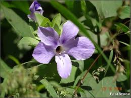 Image result for Barleria mackenii