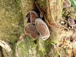 Black fungus (auricularia polytricha) is an edible wild mushroom found predominantly in china. Cloud Ear Fungus Wikipedia