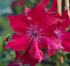 It's spread by water splash, and blocks the uptake of water in the stems, causing instant collapse. May Plant Of The Month Raymond Evison Clematis