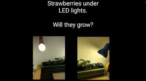 Strawberries need at least 6 to 8 hours of sun each day, but it's just as important that they are in the dark from sunset until sunrise. Strawberries Under Led Lights Will They Grow Youtube