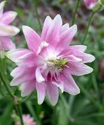 Image result for Aquilegia vulgaris Tower Mix