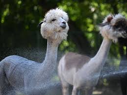 Visited Her Multiple Times - Coming Back for Another Round of Pleasure