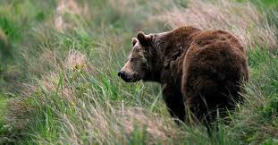Bears are made of the same dust as we, and breathe the same winds and drink of a bear's days are warmed by the same sun, his dwellings are overdomed by the same blue sky, and his life turns and. The Bear Sanctuary Muritz Provides A Natural Home For Rescued Brown Bears