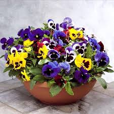 Pin Auf Flower Window Rails