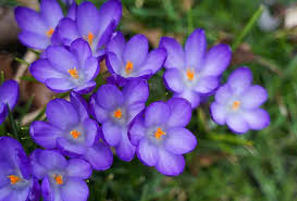 First flowers of spring ontario. Flowers Are Blooming In Niagara Parks