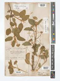 Image result for Melhania forbesii