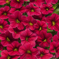 Image result for foto Million Bells