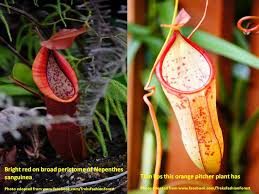 Periuk kera or nepenthes sp. E Wen Hooi Pitcher Plants At The English Garden Rw Genting