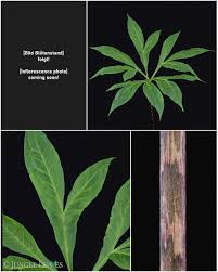 Image result for Amorphophallus impressus