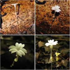 Image result for Monanthotaxis orophila