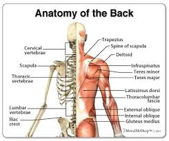 Lymph nodes are located at intervals along the lymphatic system. Pin On Back Exercises