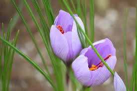 How To Grow Saffron Research Farm To Home Garden