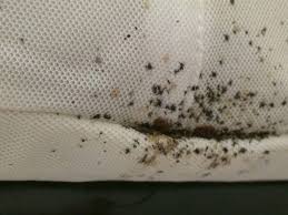 Image result for bedbugs on mattress
