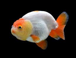 Ranchu Goldfish Care Guide Varieties Lifespan More With Pictures