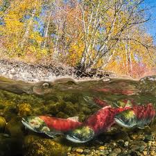 THE 5 BEST Parks & Nature Attractions in Chase (2025)