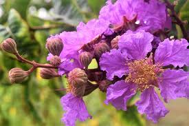 Check spelling or type a new query. 10 Flowering Trees In India And Where To Click Them This Spring Season Tripoto
