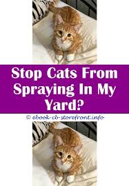 19 Majestic Cat Spraying Deterrent Products Admirable