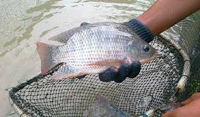 Update Harga Jual Ikan Nila Segar Termurah 2021 Aplikasi Pertanian Media Agribisnis Gdm Agri