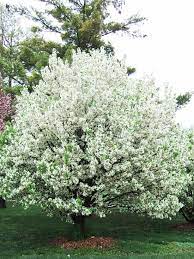 Crabapple trees, malus angustifolia, belong to the same genus as apples. 13 Of The Most Colorful Crabapple Trees For Your Yard Crabapple Tree Apple Tree Gardening White Flowering Trees