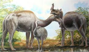 A small group of them were imported to the deserts of the american southwest, and a herd remains there. Mystery Of Darwin S Strange South American Mammals Solved Voice Of America English