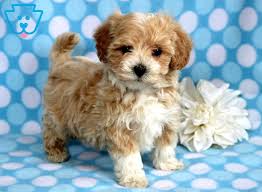Sweet little maltipoo puppy laying outdoors on rocks with ivy around them, with copy space. Sonny Maltipoo Puppy For Sale Keystone Puppies Maltipoo Puppy Maltipoo Dog Puppies Near Me
