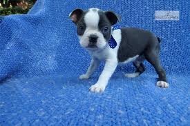 The boston terrier is a very playful, affectionate and loving breed that was bred down from the fighting ring to become an excellent family pet. Bruno Boston Terrier Puppy For Sale Near Los Angeles California 529394fb 1281