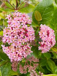 Image result for Rogiera amoena