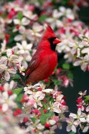 Small Birds Of Northern Illinois My Misty Morning Photo How To Attract Birds Birds Beautiful Birds