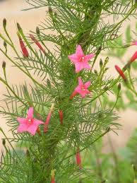 Image result for Ipomoea quamoclit