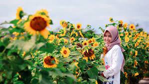 Terakhir adalah kebun bunga matahari berada di sekitar jalur lintas selatan jika anda melewati kawasan tersebut tidak ada salahnya untuk mampir ke obyek wisata. Rute Dan Lokasi Kebun Bunga Matahari Di Bantul Paling Hits