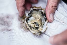 The 5 Oysters You Meet In Washington Seattle Met