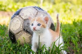 Soccer begins with the rules, and soccer coaching starts with understanding. Kitten Playing Soccer Photos Free Royalty Free Stock Photos From Dreamstime