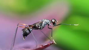 Qual CID da 5 dias de atestado? - Amigos do Forum