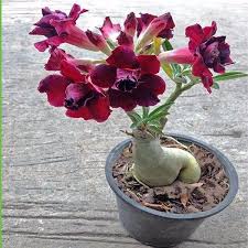 Where can i get potted flowers near me. Desert Rose Plant Desert Rose Plant Rose Seeds Planting Roses