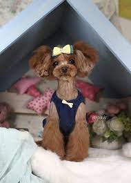 Learn easy tips to care for your dog's ears, eyes, teeth, and coat. Korean Dog Grooming Style Toy Poedel Dog Grooming Styles Cute Dogs Poodle Dog