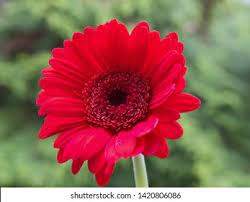 Gerbera Ruby Red Flower Emoji Best Flower Wallpaper