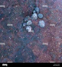 Image result for Patella aspera