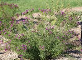 Image result for Vernonia sutherlandii