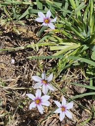 Image result for Sisyrinchium micranthum