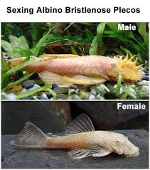 We did not find results for: Albino Bristlenose Pleco Detailed Guide Care Diet And Breeding Shrimp And Snail Breeder
