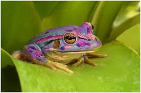 Black And Yellow Frog Australia Pin By Jennifer Mccleery On I Love The Color Purple Frog Animals Cute Frogs