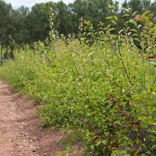 Rowan tree facts you need to know: Tree Sorbus Aucuparia 100 Seeds Mountain Ash Rowan Large Packet Credify One