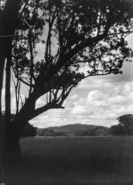 Image result for Trichopteryx fruticulosa