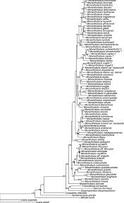 Image result for Monanthotaxis orophila