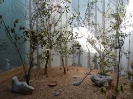 Create a happy home for: North American Living Museum Eastern Forests Indoor Bird Aviary Zoochat