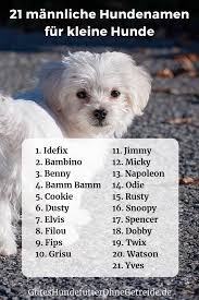 21 mannliche hundenamen fur kleine hunde namensliste mit bedeutung hundenamen kleine hunde hunde namen mannlich