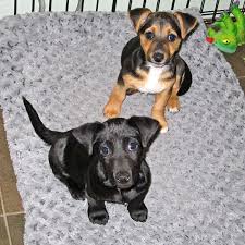 Black And Tan Jack Russell Aislinge Bray Jack Russell Terrier Russell Terrier Black And Tan Jack Puppies For Sale Jack Russell Jack Russell Terrier Black And Tan