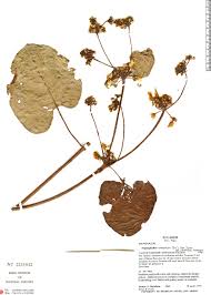 Image result for Stigmaphyllon